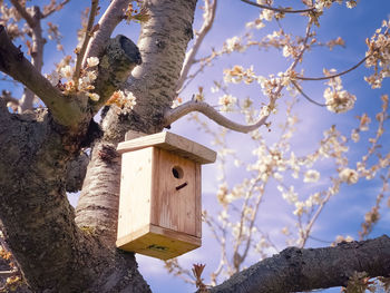 Birdhouse view of cherry blossoms against sky