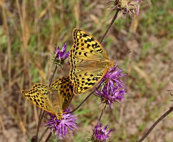 Close-up of butterfly pollinating on purple flower