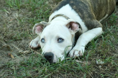 Close-up portrait of dog lying on grassy field