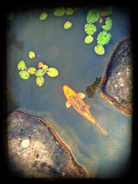 Leaves floating on pond