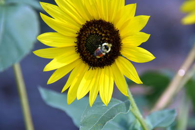 Close-up of insect on yellow flower