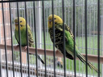 View of birds in cage