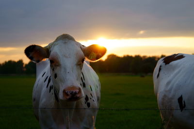 View of cow on field during sunset