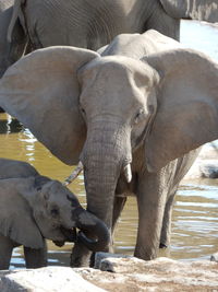 Elephant in water