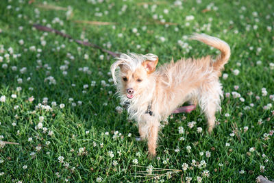 Dog standing in grass