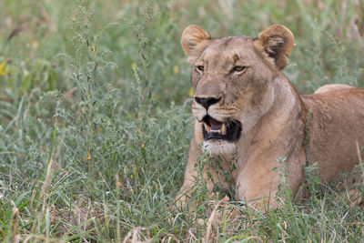 Close-up of lioness lying on grassy field
