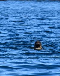 View of duck swimming in sea