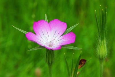 Close-up of pink flower