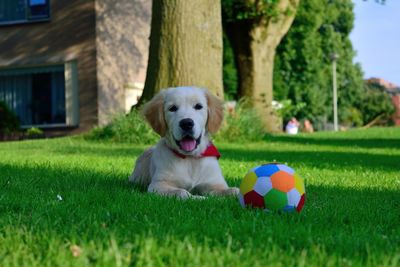 Dog playing with ball on field