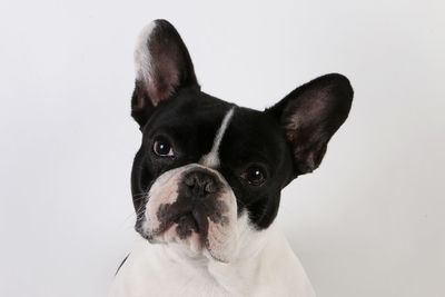 Close-up portrait of dog against white background