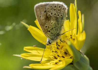 Close-up of butterfly pollinating on yellow flower