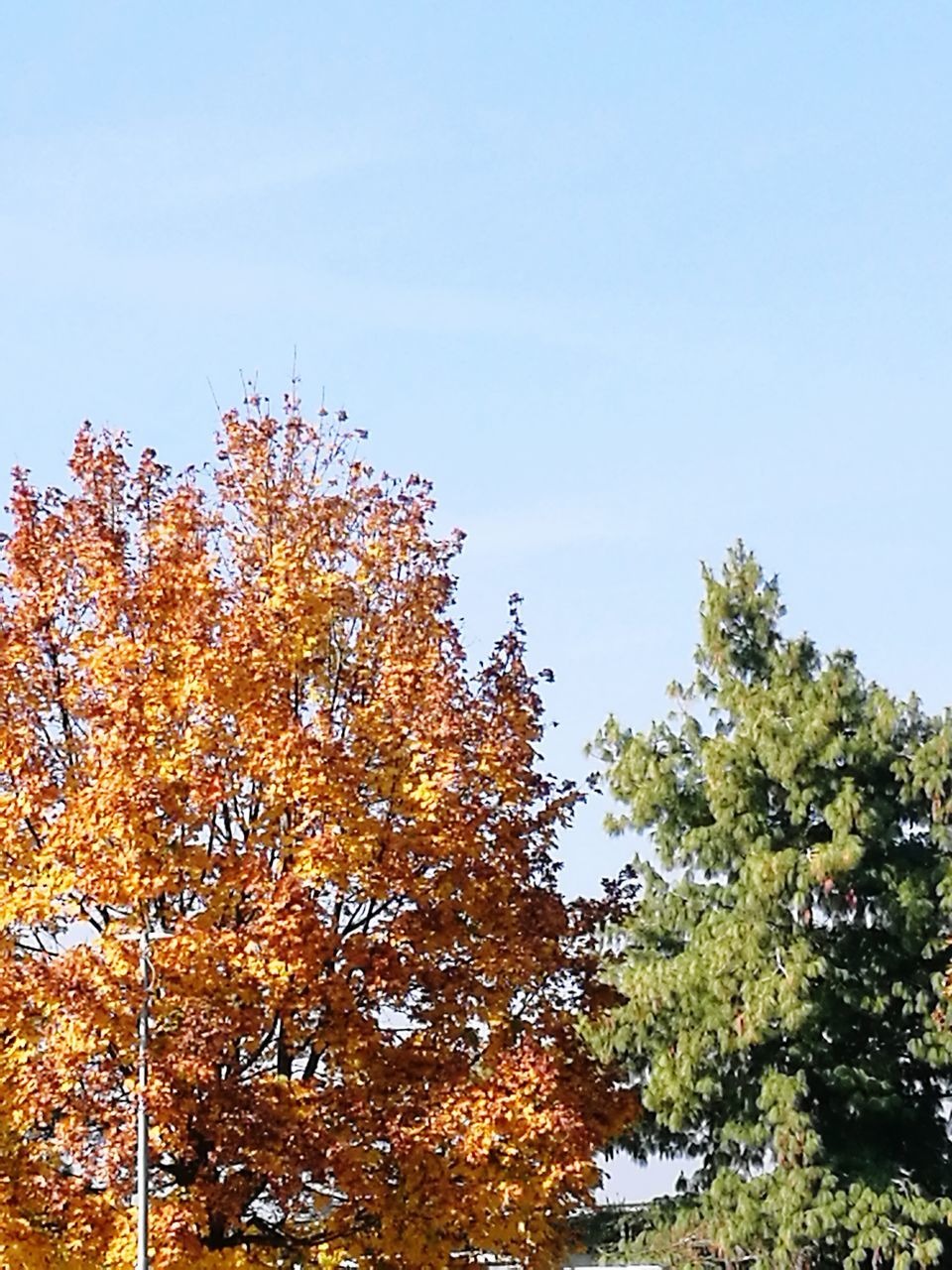 LOW ANGLE VIEW OF TREE AGAINST CLEAR SKY