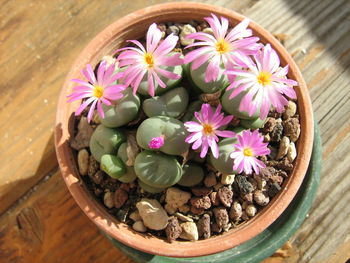 High angle view of pink flower pot on table