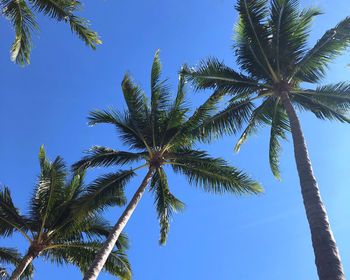 Low angle view of coconut palm tree against clear blue sky