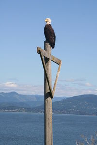 Bird perching on pole over lake against clear sky