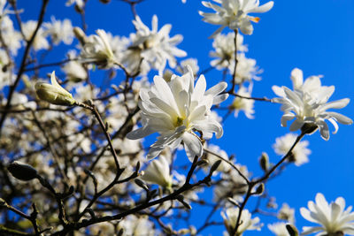 Low angle view of white flowering tree against blue sky