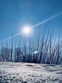 Bare trees on field against sky during winter