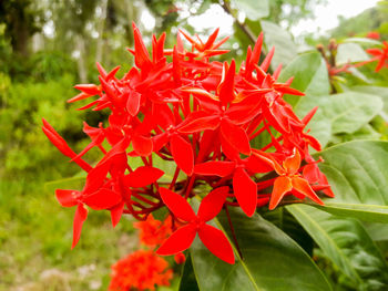 Close-up of red flowers blooming outdoors