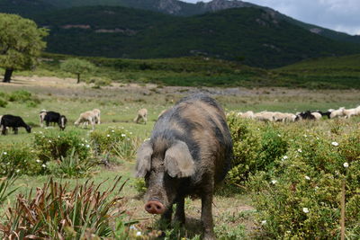 Sheep grazing in a field