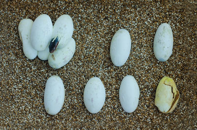 High angle view of shells on sand