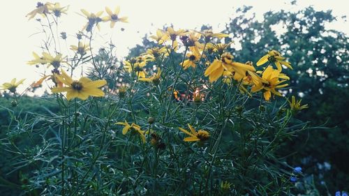 Yellow flowers blooming in field