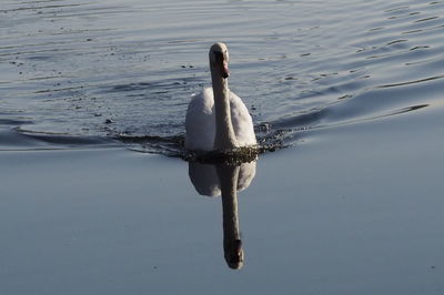 Swan swimming in lake