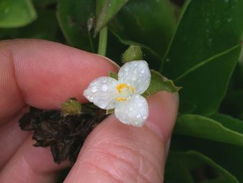 Close-up of cropped hand holding white flower