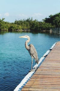 Gray heron perching on tree by lake against sky