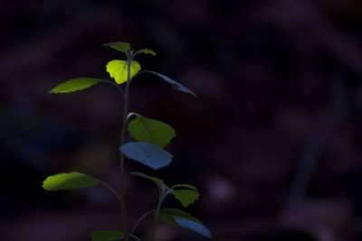 Close-up of small plant