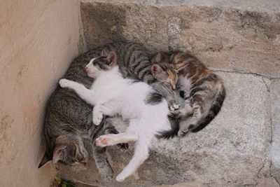 High angle view of cats sleeping on wall