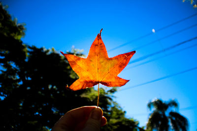 Close-up of hand holding maple leaf against sky