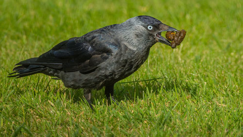Raven on grassy field