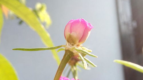 Close-up of pink flower blooming outdoors