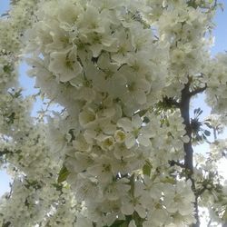 Close-up of white flowers