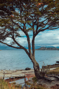 Tree by sea against sky