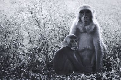 Monkey sitting on grass