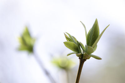 Close-up of plant against clear sky