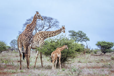 Giraffe standing in a field