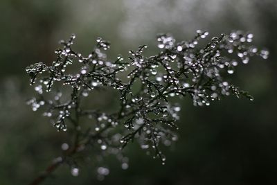 Close-up of wet plant leaves during rainy season