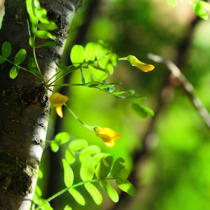 Close-up of fresh green leaves on tree trunk