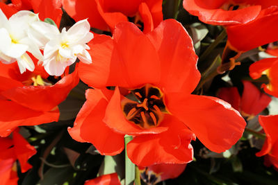 Close-up of red flowers blooming outdoors
