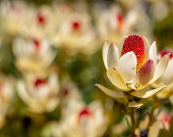 Close-up of white flowering plant