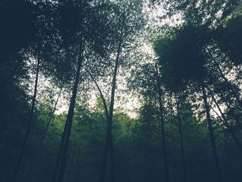 Low angle view of trees in forest