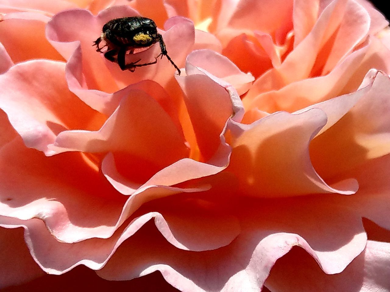 CLOSE-UP OF INSECT ON RED ROSE