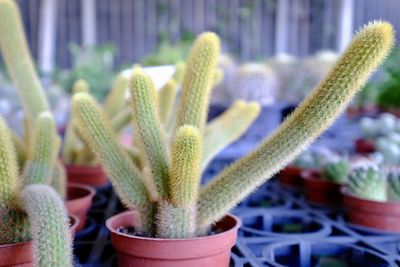 Close-up of potted plant