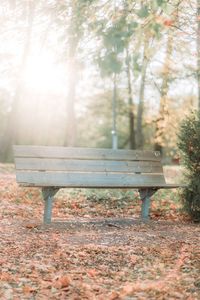 Empty bench in park during autumn