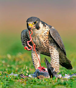 Close-up of bird