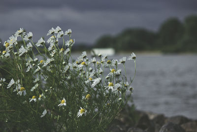 Close-up of flowering plant by sea