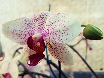 Close-up of pink orchid blooming outdoors