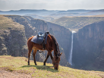 Basuto horse standing and grazing in front of maletsunyane waterfall at semonkong, lesotho, africa